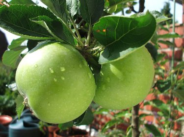 apple.jpg - 28.23 KB