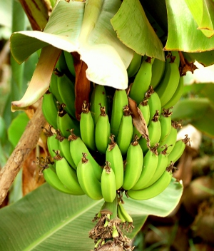 bananas_2.jpg - 81.96 KB