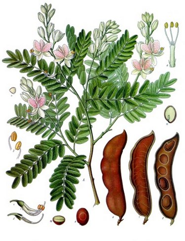 tamarind.jpg - 65.47 KB